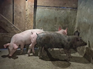 vând 3 purcei de 12 săptămâni  22-23 kg - imagine 2