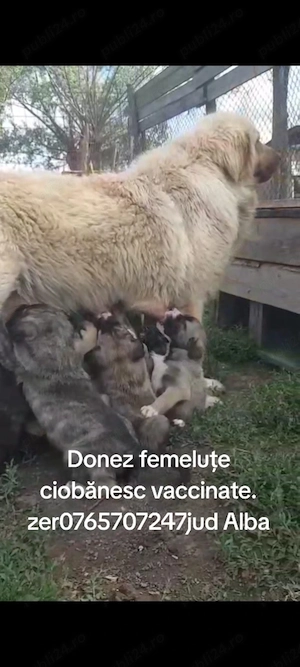 Donez  femeluțe ciobănesc  - imagine 3