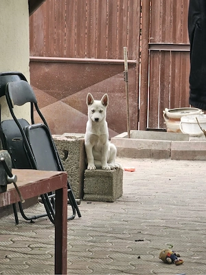 vand puiuti Husky Siberian 