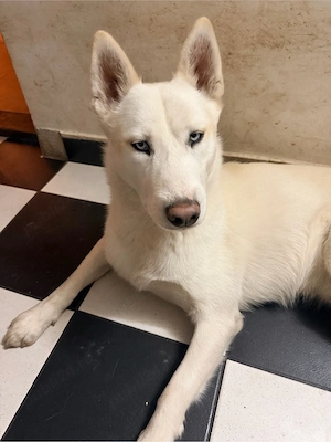 vand puiuti Husky Siberian  - imagine 4