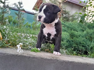 Femele Amstaff - imagine 2