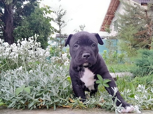 Femele Amstaff - imagine 3