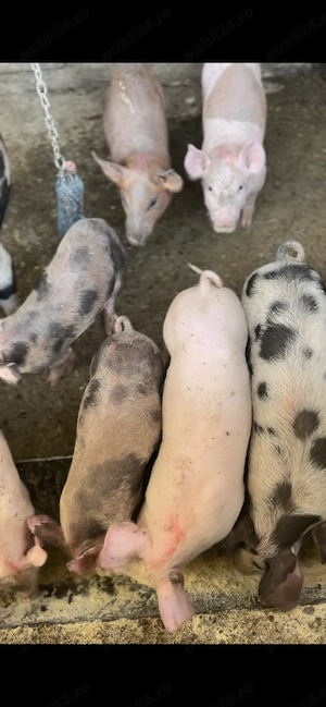 Vând 11 purcei de 10 săptămâni Duroc cu Landrace - imagine 5