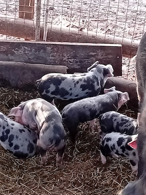 Purcei de lapte rasa speciala de carne