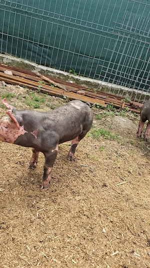 Grasuni de 25 -30 kg disponibili 