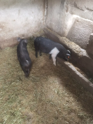Purcei asigur transport 