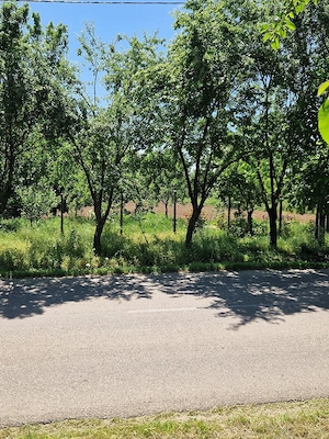 Oferta vand teren la 45 km de Bucuresti - imagine 10