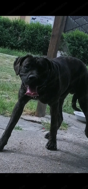 cane corso mix presa canario pedigre - imagine 2