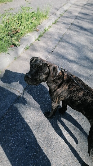 cane corso mix presa canario pedigre - imagine 3