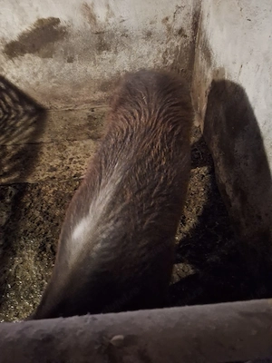 Vand între 130kg și 180kg mai multe detali la telefon