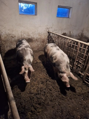 Vand între 130kg și 180kg mai multe detali la telefon - imagine 2