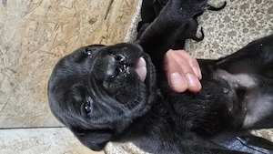 Catelusi Cane Corso - imagine 2