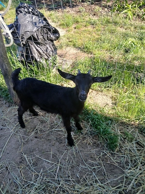 De vanzare doi ieduta 