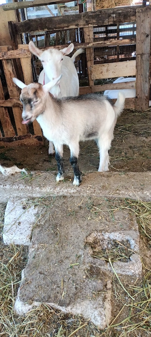 ied(țap) metis saanen cu alpină franceza  - imagine 5