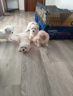 Vind bichon Maltez - imagine 2