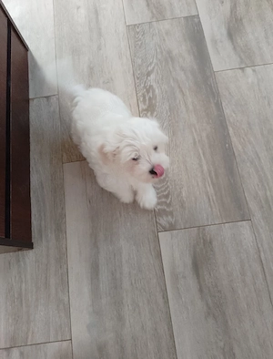 Vind bichon Maltez