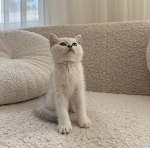 Pui pisica british shorthair chinchilla silver 
