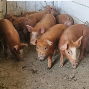 purcei duroc 