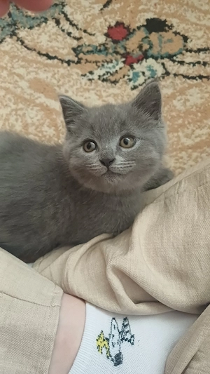  Pui british shorthair  - imagine 2
