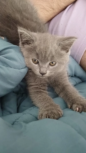  Pui british shorthair  - imagine 3
