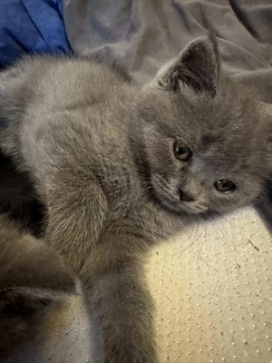  Pui british shorthair  - imagine 4
