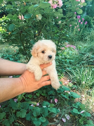Maltipoo, fetita dragalasa - imagine 2