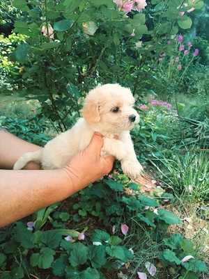 Maltipoo, fetita dragalasa