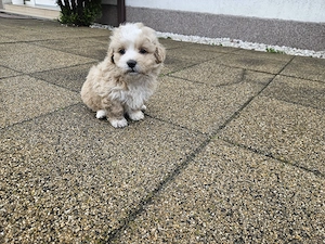 Donez cățeluși de talie mică. 