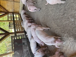 porci de la 30 la 200 kg  - imagine 3