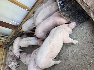 porci de la 30 la 200 kg 
