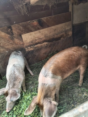 purcei godini și porci de sacrificat - imagine 3