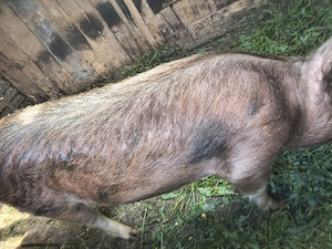 purcei godini și porci de sacrificat