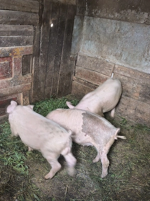 purcei godini și porci de sacrificat - imagine 5