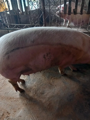 purcea pietran 
