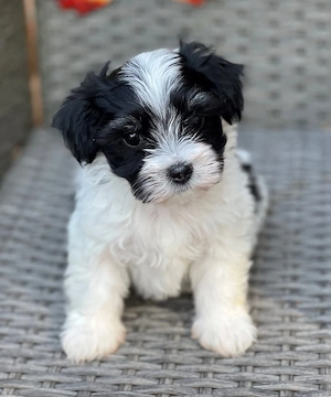 Bichon havanez puiuti - imagine 2