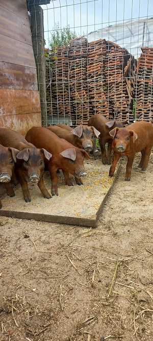  Purcei Rasa Duroc 7 Săptămăni Tel o733345270