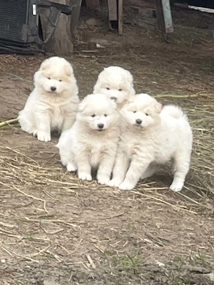 Pui samoyed fetite si baieti - imagine 5