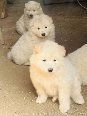 Pui samoyed fetite si baieti - imagine 7