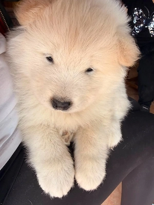 Pui samoyed fetite si baieti - imagine 3