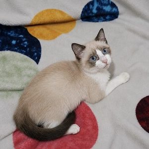 Ragdoll fetiță 