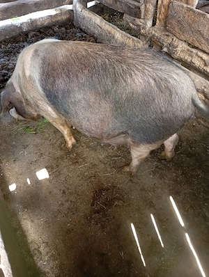 porci de vânzare  - imagine 5