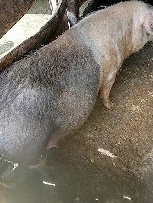 porci de vânzare  - imagine 3