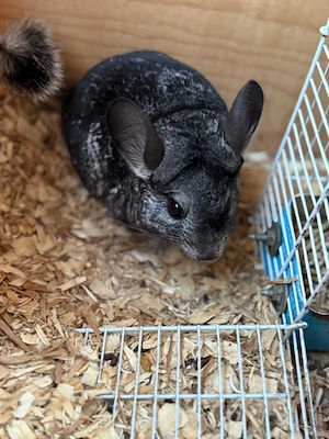 Pereche chinchilla