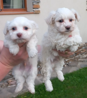Bichon maltez alb imaculat  - imagine 3