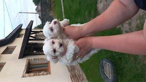 Bichon maltez alb imaculat  - imagine 4