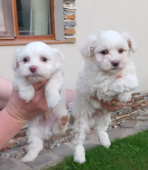 Bichon maltez alb imaculat  - imagine 5