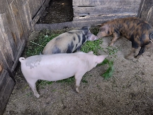 De vânzare în satul Rași! 