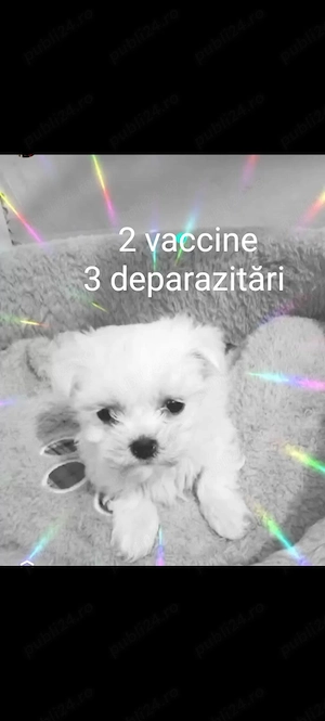 Bichon mini toy 