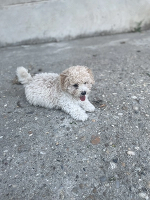 Bichon Frise. Preț negociabil 