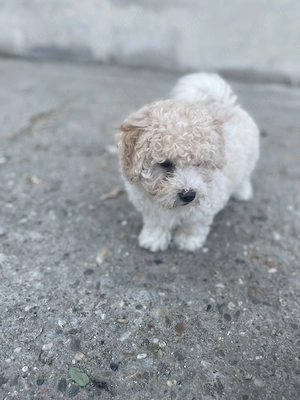 Bichon Frise. Preț negociabil  - imagine 3
